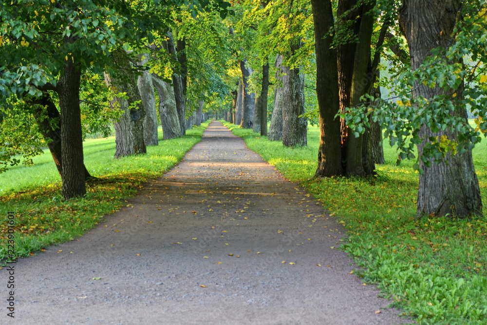 Long dirt road in a shady beautiful city Park among the smooth rows of oak trees at summer sunny morning