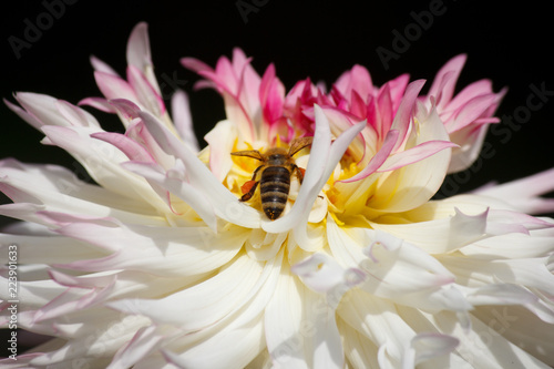 Fototapeta Naklejka Na Ścianę i Meble -  Busy bee inside a pink white colored dahlia flower - sunny bright look and feel