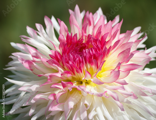 Fototapeta Naklejka Na Ścianę i Meble -  Closeup of a pink white colored dahlia flower - sunny bright look and feel
