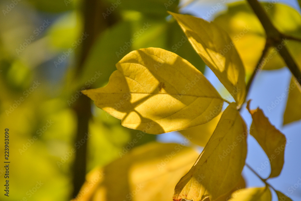 Obraz premium Lovely light and shadow on the yellow and green leaves on the branch. Autumn sunny day. Light and shadow. Warm autumn.