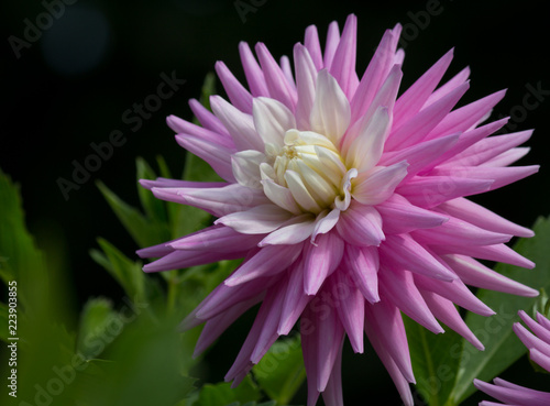 Fototapeta Naklejka Na Ścianę i Meble -  A beautiful pink pastel colored Dahlia flower in a natural garden environment - sunny bright look