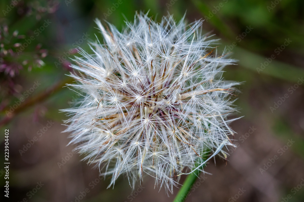 Close up of Dandelion head