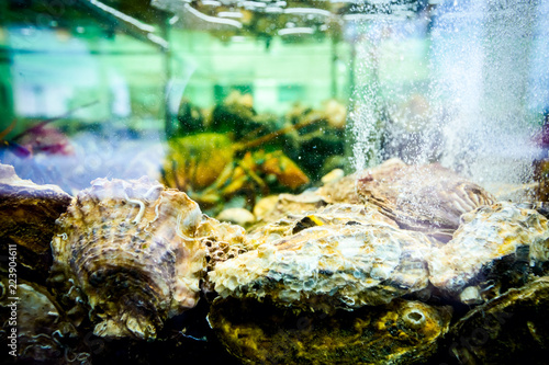 Shells, oysters for sale, sea clams inside aquarium in a restaurant