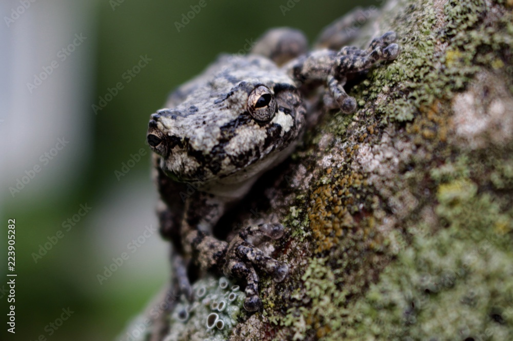 Obraz premium Tree Frog 