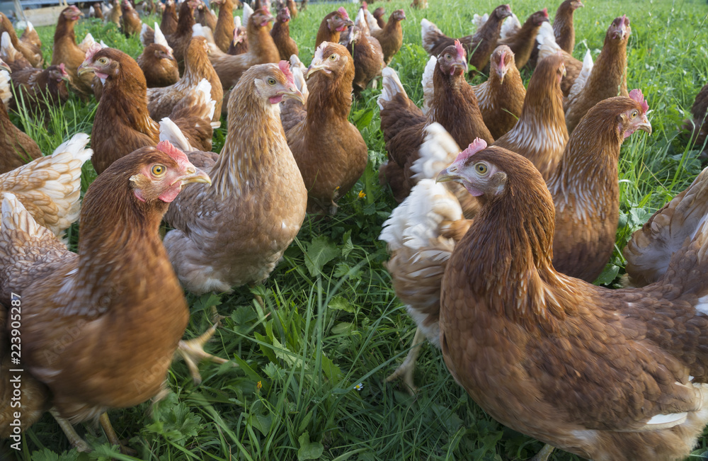happy and healthy chickens, living in a mobile chicken home for organic