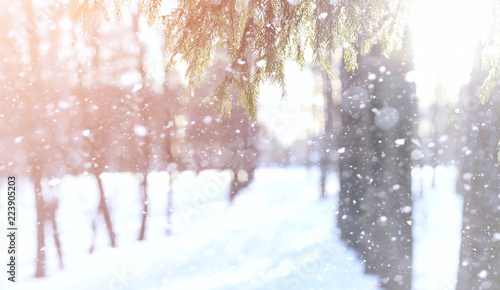 Winter landscape snow covered expanses. A park in the winter in 