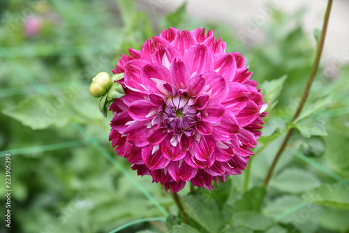 Fototapeta Naklejka Na Ścianę i Meble -  Dahlia rose