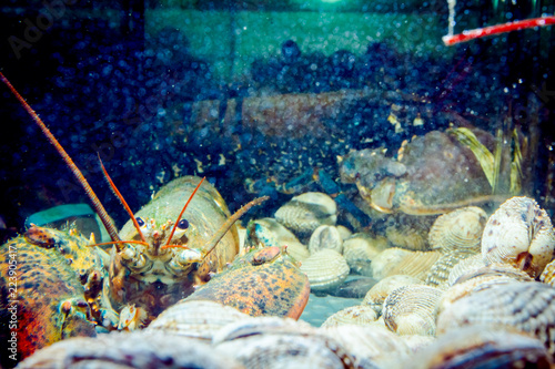 Colorful crawfish for sale, sea crustaceans with clams inside aquarium in a restaurant