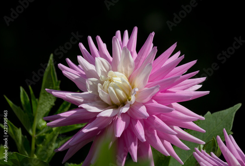 Fototapeta Naklejka Na Ścianę i Meble -  A beautiful pink pastel colored Dahlia flower in a natural garden environment - sunny bright look