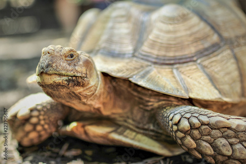 Tortoise Smiling Closeup