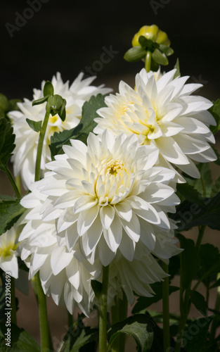 Fototapeta Naklejka Na Ścianę i Meble -  Beautiful white colored Dahlia flower in a natural garden environment