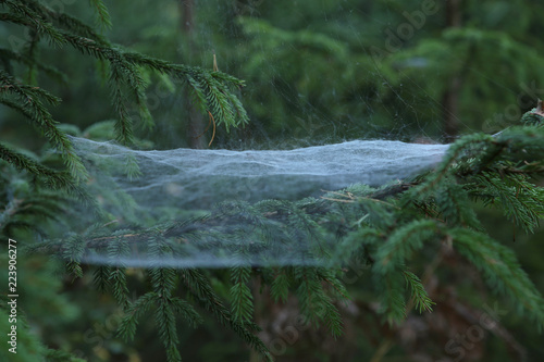 Cobweb on fir branch. Spider web in forest in early morning.