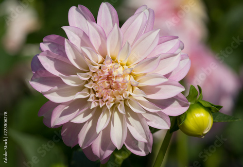 Fototapeta Naklejka Na Ścianę i Meble -  A beautiful pink pastel colored dahlia flower - sunny bright look and feel