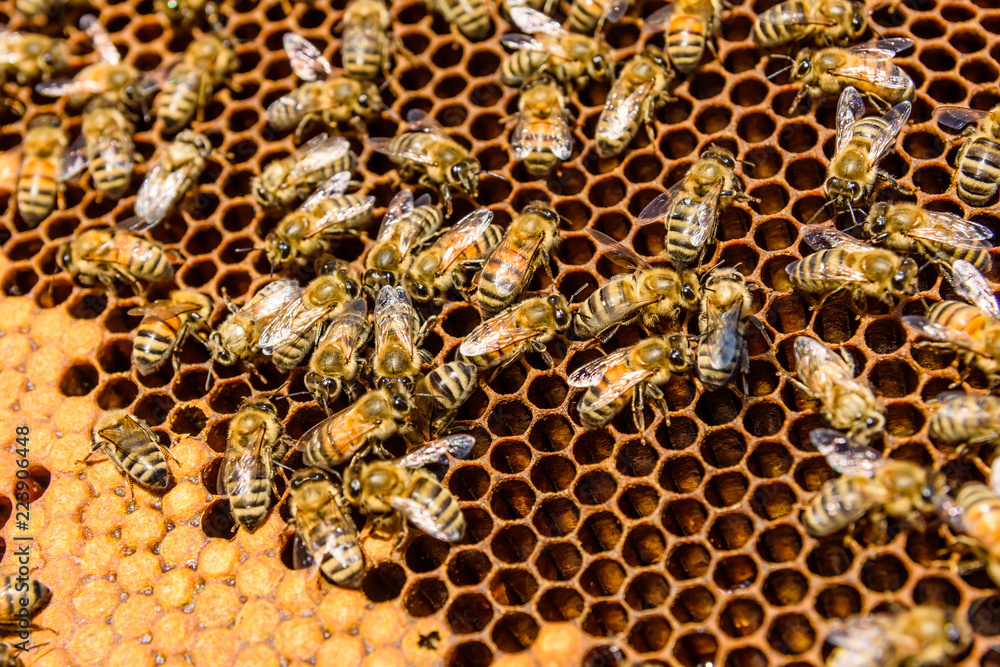 Bees on the honeycomb. Apicultural concept. Closeup Bees on the honeycomb. Apicultural concept. Closeup