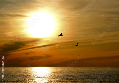 Seagulls In Sunset