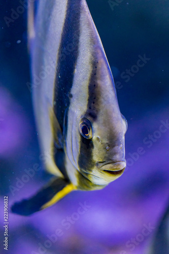 Orbicular batfish in the water