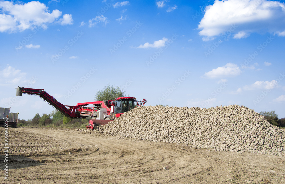 Fototapeta premium vehicle harvesting sugar beets