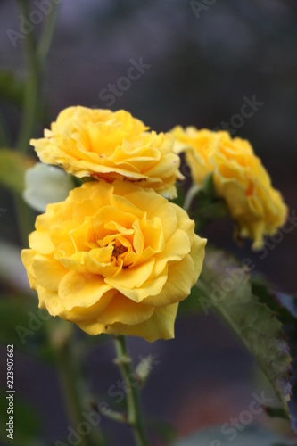 yellow rose