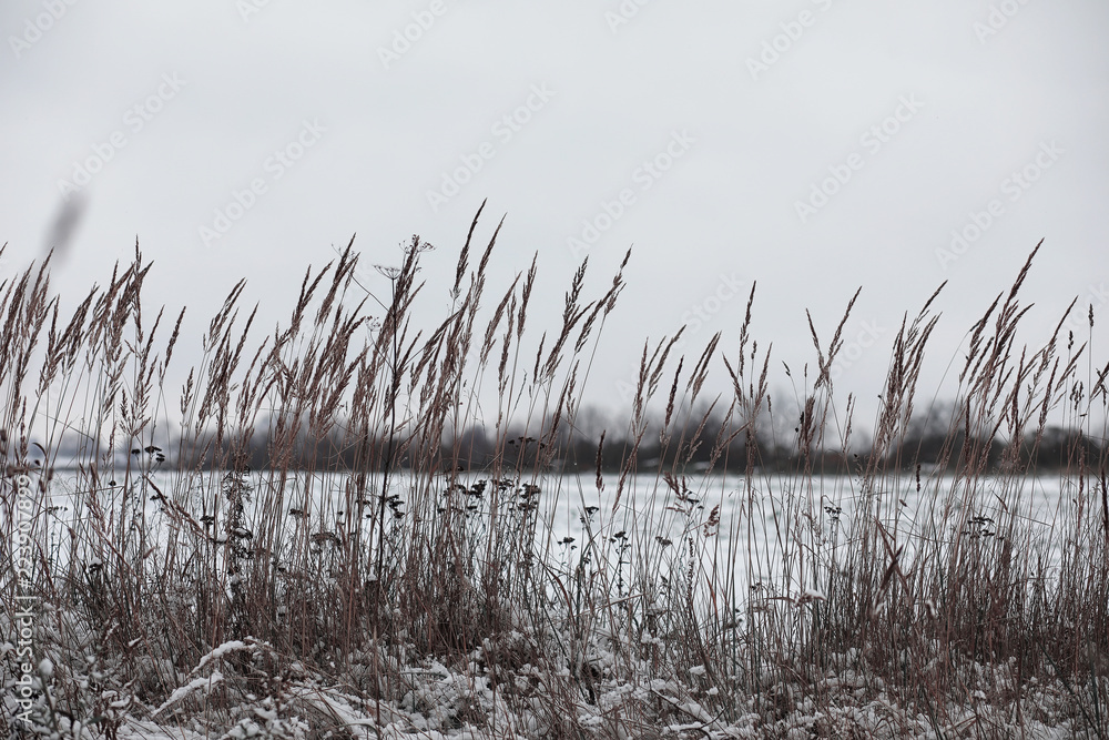 Winter forest. Landscape of winter forest on a sunny day. Snow-c Winter forest. Landscape of winter forest on a sunny day. Snow-c