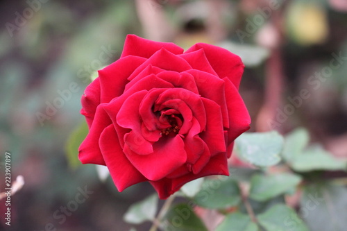 red rose in the garden