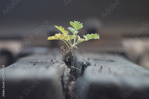 Obraz na plátně A green little sprout stretching towards the sky