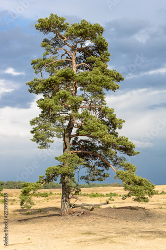 Majestic scotch pine, growing in the dry heathland of the hoge veluwe, a natural reserve in holland/the netherlands.