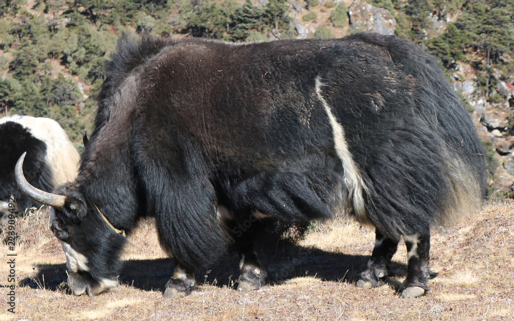 Domestic yak (Bos grunniens) grazing in early autumn. Domestic animal yak in the lake in the mountains in Nepal. Domestic yak (Bos grunniens) grazing in early autumn. Domestic animal yak in the lake in the mountains in Nepal.