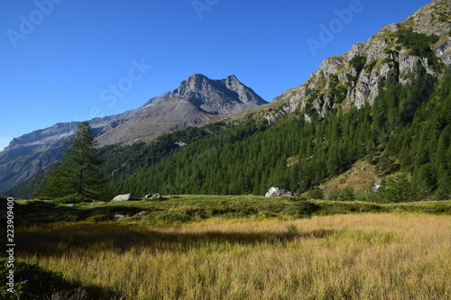 Valle d'Aosta - prati nell'alta valle di Gressoney