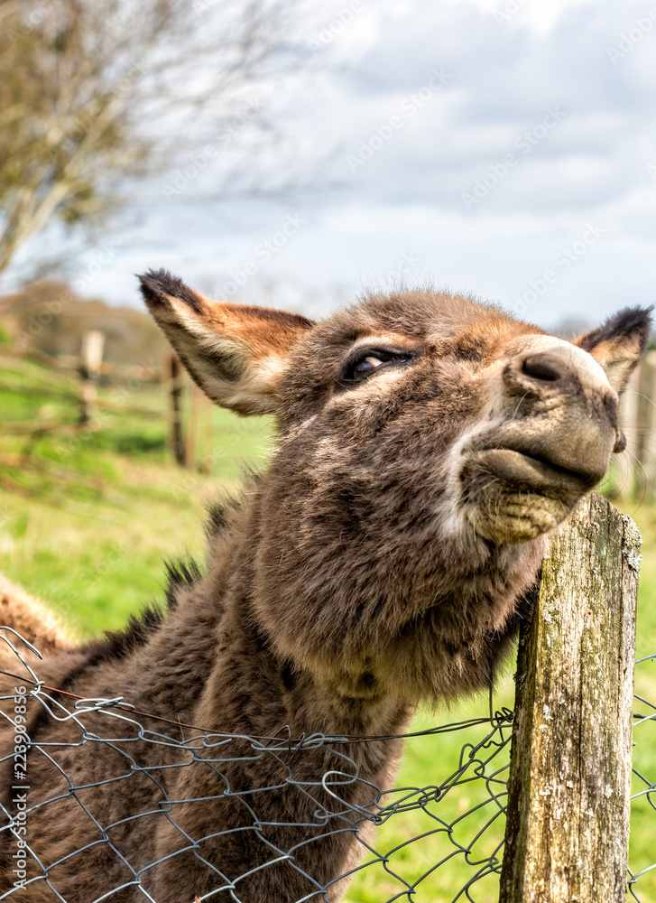 Obraz premium Comical shot of donkey scratching head on wooden post