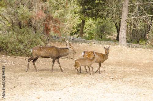 Family of deers in the nature in a park neer Montpellier