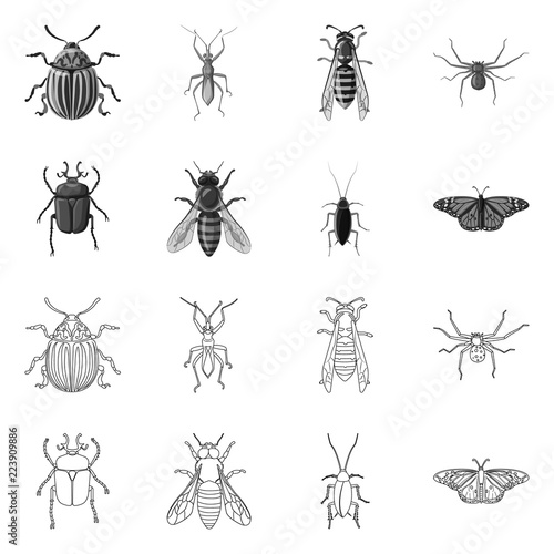 Isolated object of insect and fly icon. Collection of insect and element stock symbol for web.
