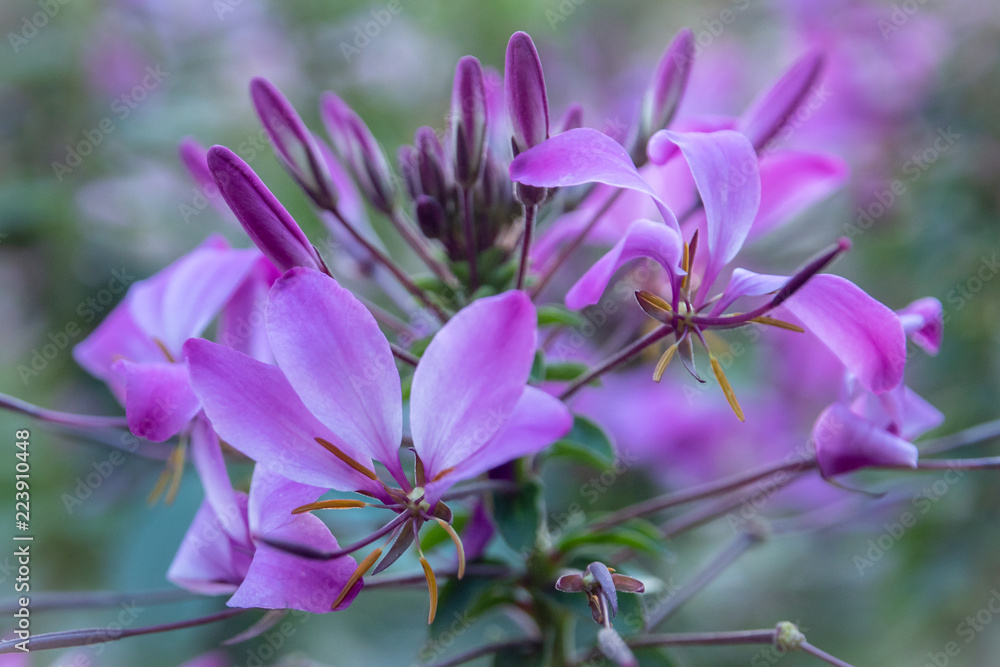 Lilane, zerbrechliche Blume