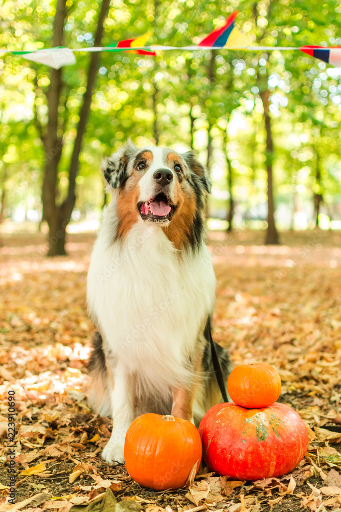 Australian shepherd in the autumn forest performs the command. Halloween pumpkin nature flags