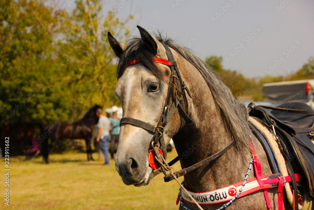 Obraz premium yarış atı