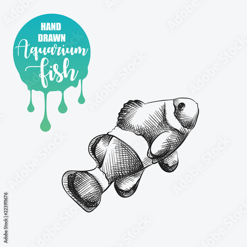 Hand drawn clownfish sketch isolated on white background and blob with drops. Aquarium fish and undersea world sketch elements vector illustration.