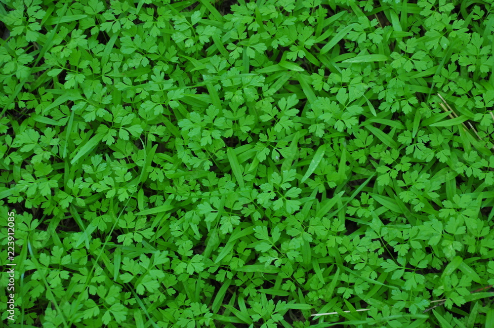 Green leaves wall background
Green leaves wall background