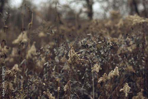 Beautifully textured field of dried goldenrod and baptisia in a savanna on a cold overcast winter day
