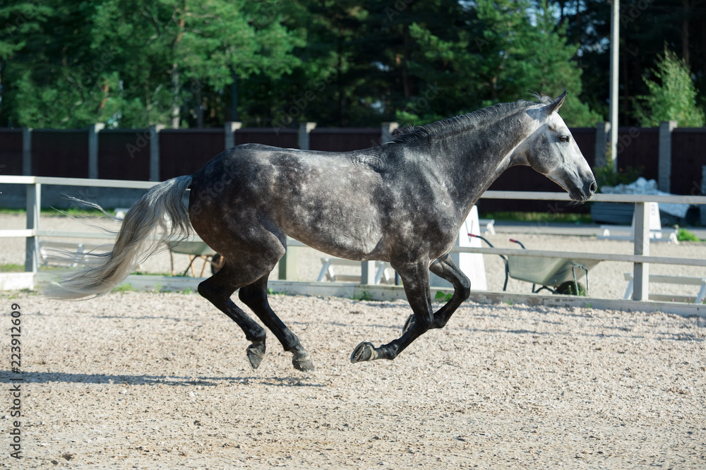 Running grey sportive horse in manage Running grey sportive horse in manage