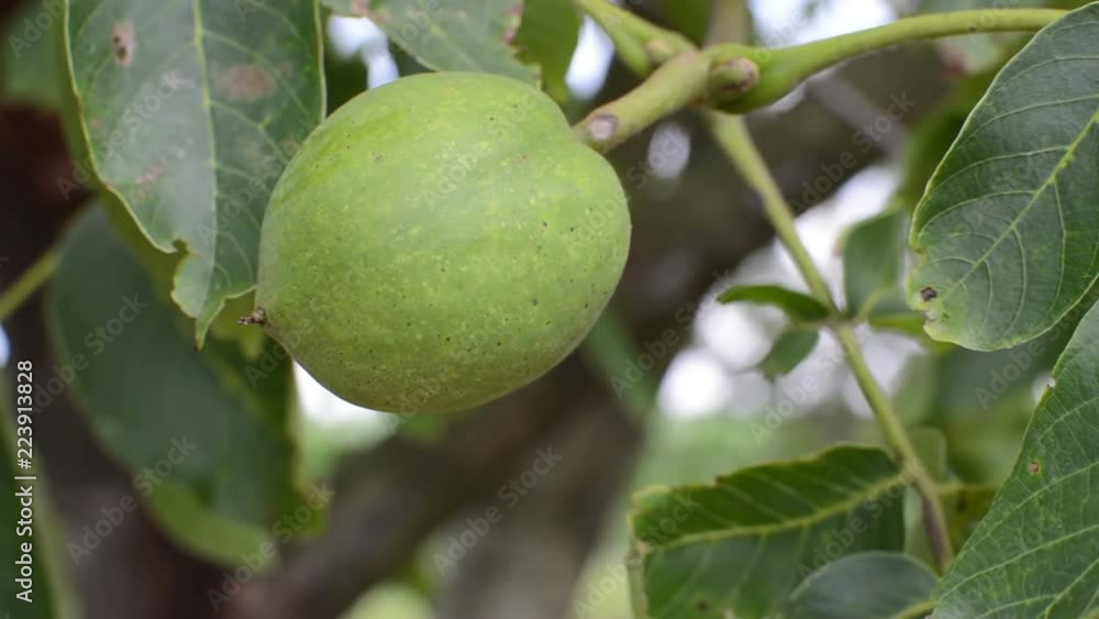 Green walnuts in green leaves on the tree. Green walnuts in green leaves on the tree.