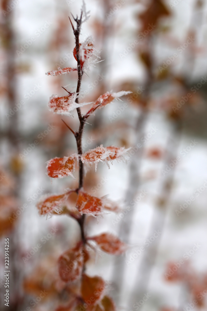 Frozen ice crystals on the branch, for backgrounds or textures