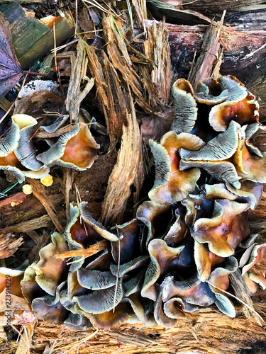 Background - curly mushrooms on an old stump.