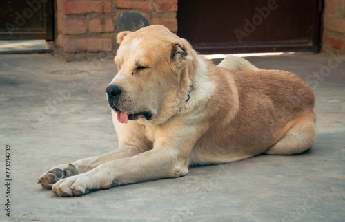 Central Asian Shepherd Dog. Alabai portrait