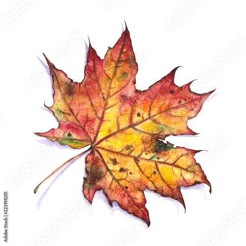 Autumn leaf of maple. Watercolor on white background. Element for design.