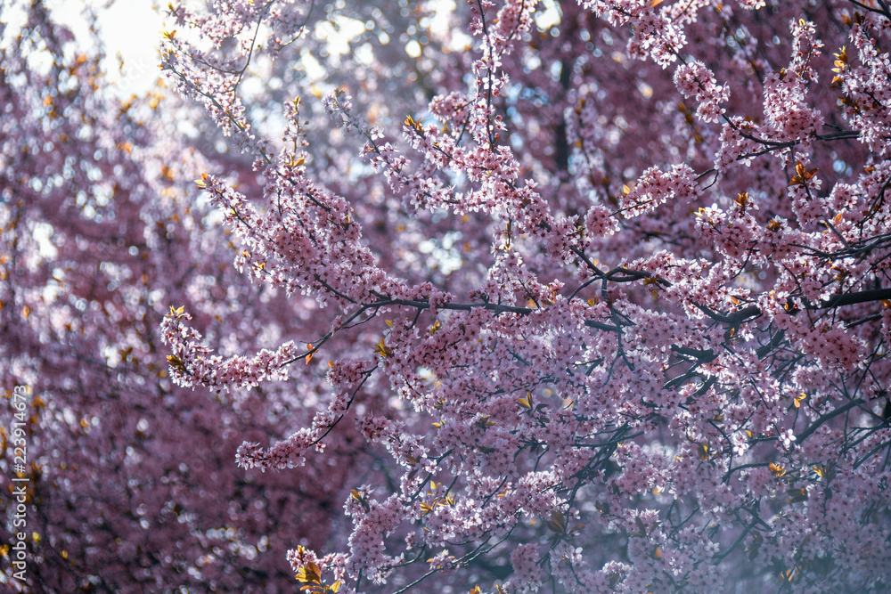 Spring Spring