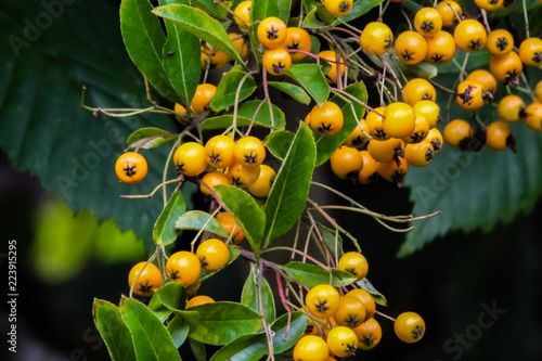 Wallpaper Mural orange berries Torontodigital.ca