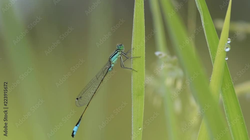 dragonfly sits on grass with morning dew, soft focus, close up dragonfly sits on grass with morning dew, soft focus, close up