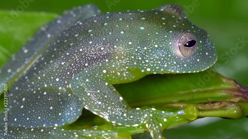 The Resplendent Cochran Frog (Cochranella resplendens) on  a leaf In the rainforest understory, Ecuador. photo