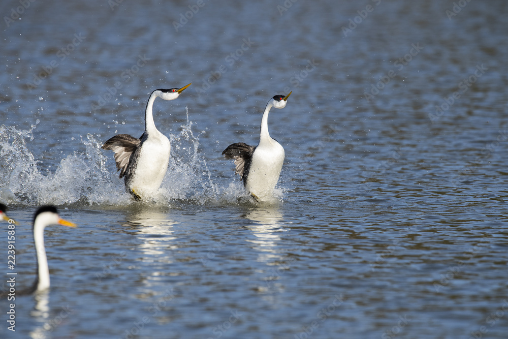 Obraz premium Western grebe (Aechmophorus occidentalis) Lake County, California, USA