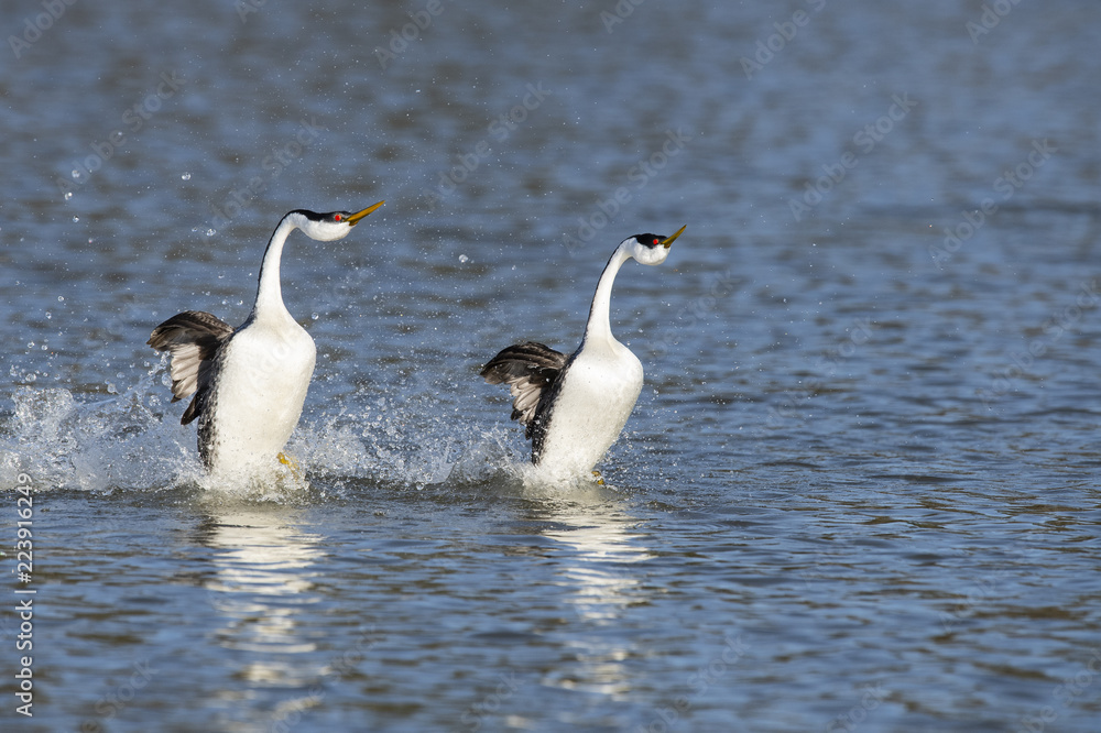 Western grebe (Aechmophorus occidentalis) Lake County, California, USA Western grebe (Aechmophorus occidentalis) Lake County, California, USA