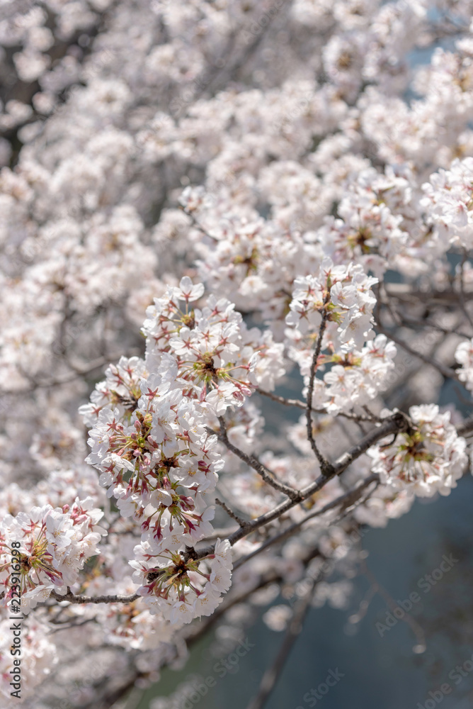 Cherry blossom season in Tokyo at Meguro river, Japan Cherry blossom season in Tokyo at Meguro river, Japan